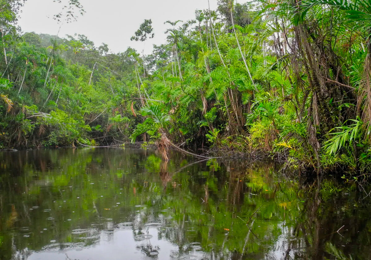 Parque nacional Yasuní