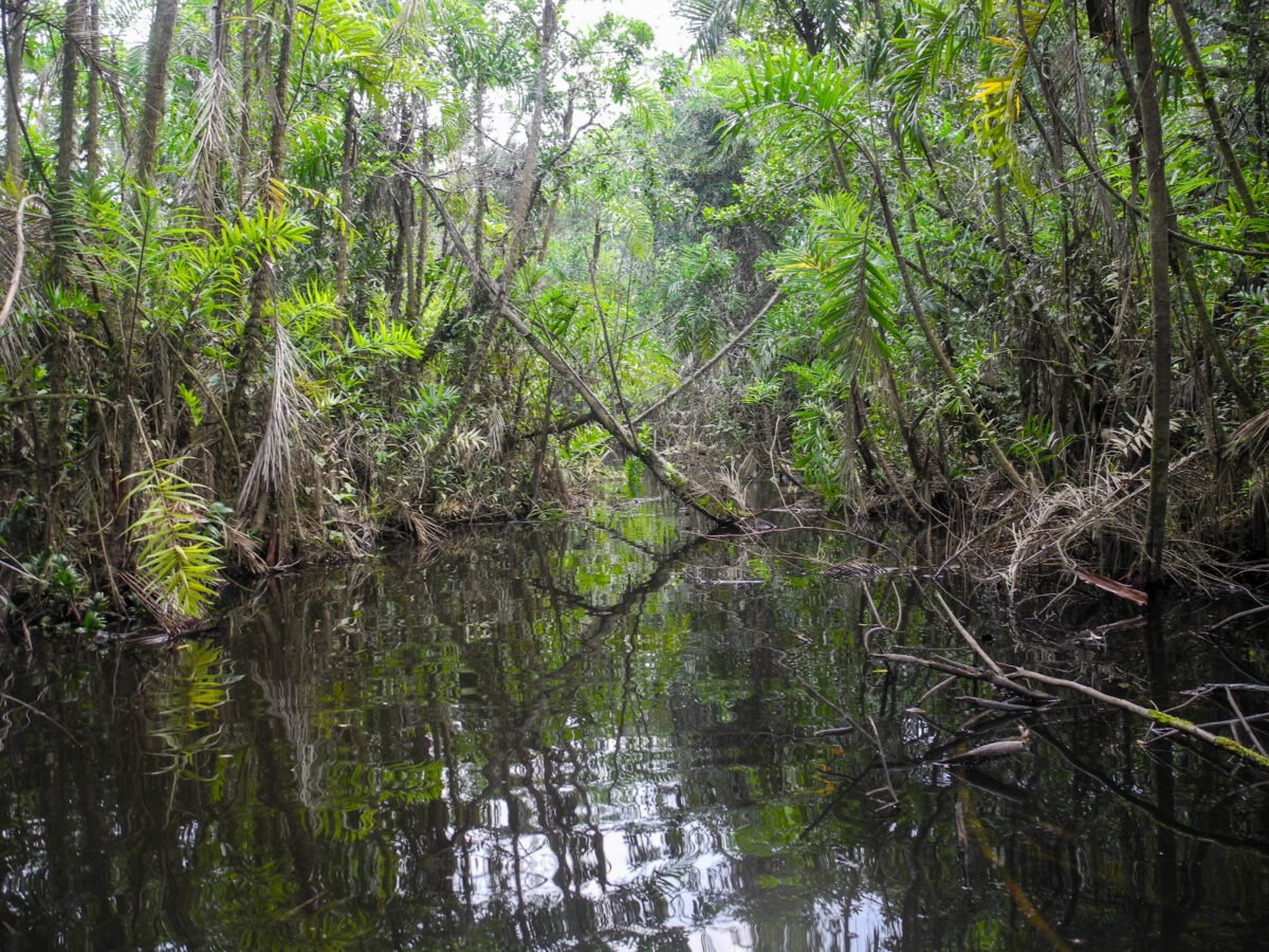 A peatland in the Peruvian Amazon